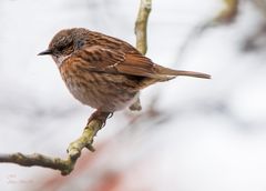 Heckenbraunelle. (Prunella modularis)