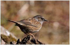 - Heckenbraunelle - ( Prunella modularis )