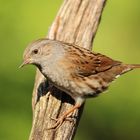 Heckenbraunelle (Prunella modularis)