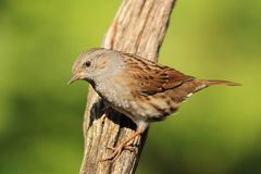 Heckenbraunelle (Prunella modularis)