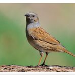 - Heckenbraunelle - ( Prunella modularis )