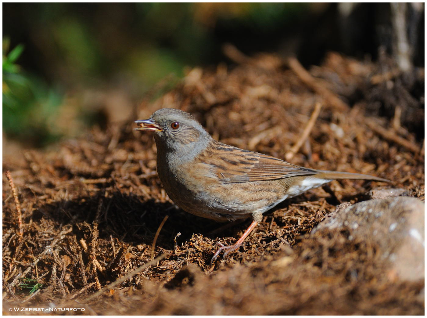 --- Heckenbraunelle --- ( Prunella modularis )