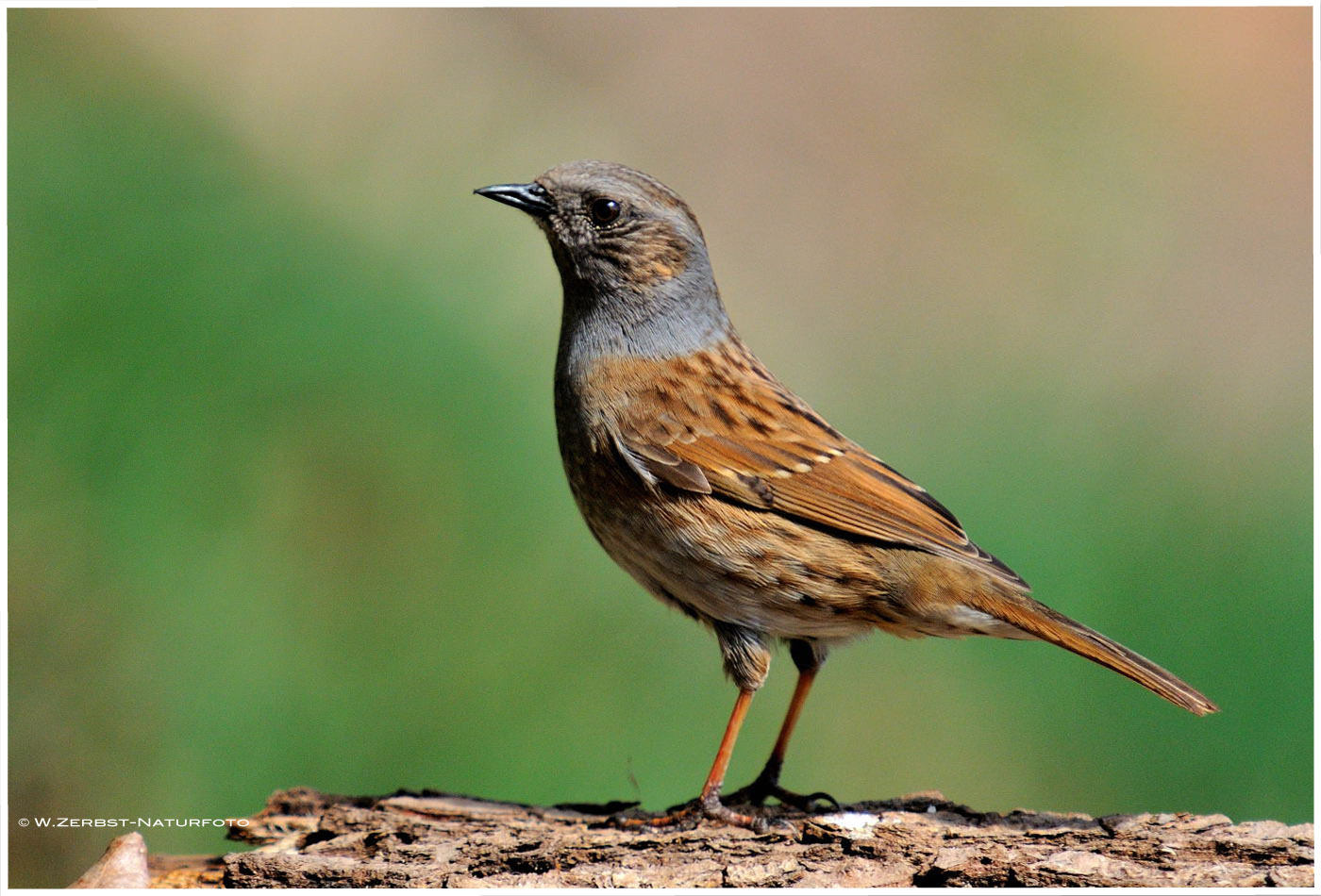 --- Heckenbraunelle --- ( Prunella modularis )