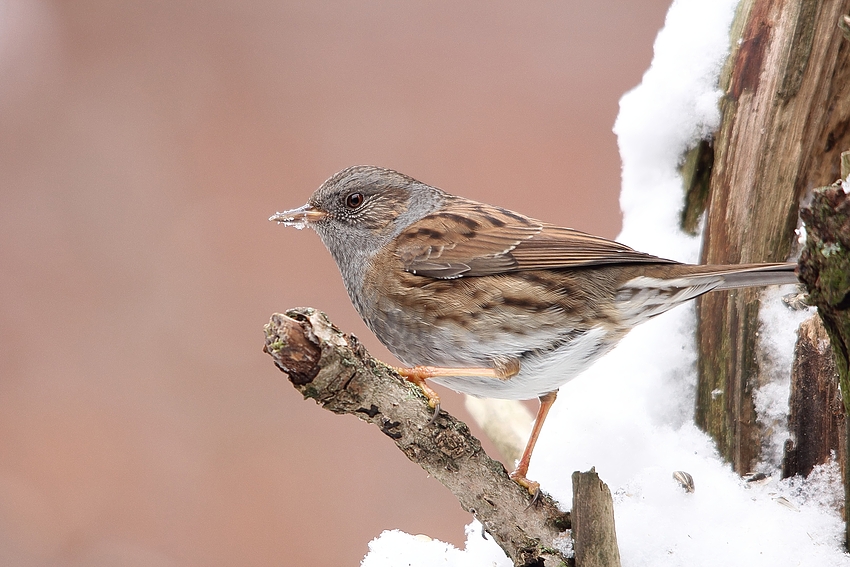 Heckenbraunelle (Prunella modularis)