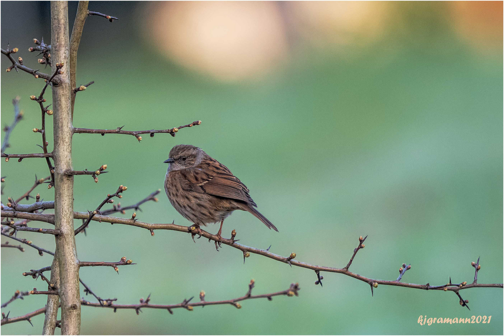 heckenbraunelle (prunella modularis) ....