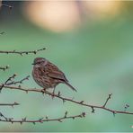 heckenbraunelle (prunella modularis) ....