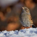 Heckenbraunelle (Prunella modularis)