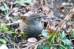 Heckenbraunelle (Prunella modularis)