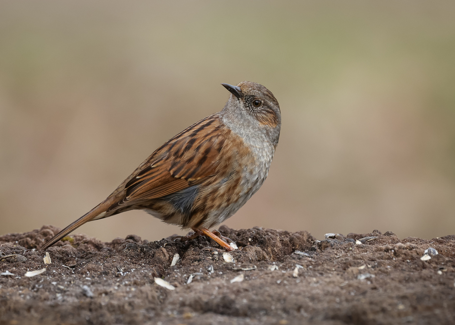 Heckenbraunelle ( Prunella modularis )