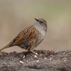 Heckenbraunelle ( Prunella modularis )