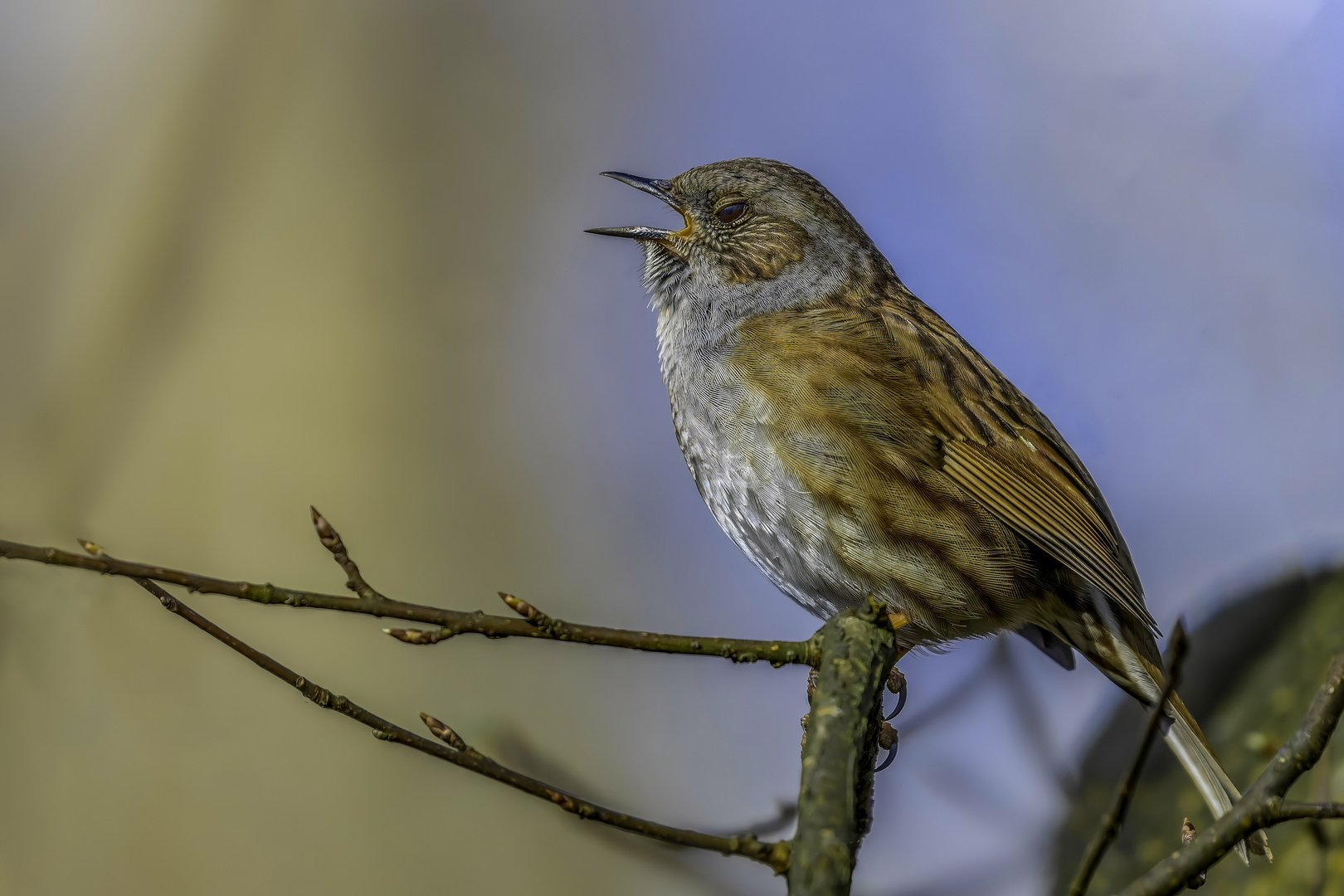 Heckenbraunelle (Prunella modularis)