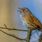 Heckenbraunelle (Prunella modularis)