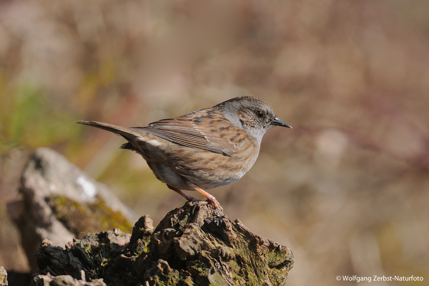 --- Heckenbraunelle ---     ( Prunella modularis )