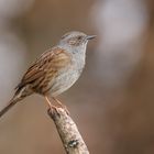 Heckenbraunelle (Prunella modularis)