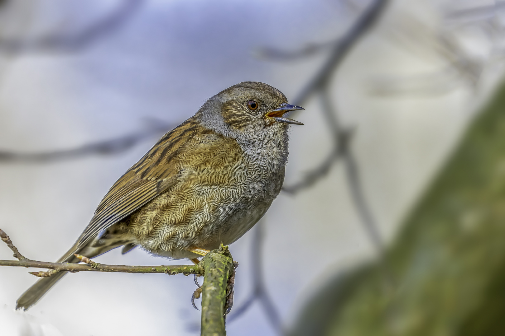 Heckenbraunelle (Prunella modularis)