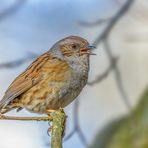 Heckenbraunelle (Prunella modularis)