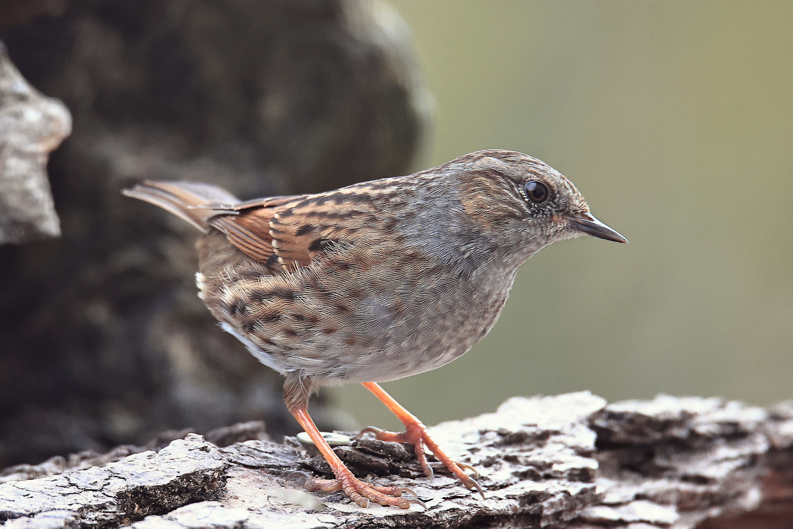 Heckenbraunelle Prunella modularis