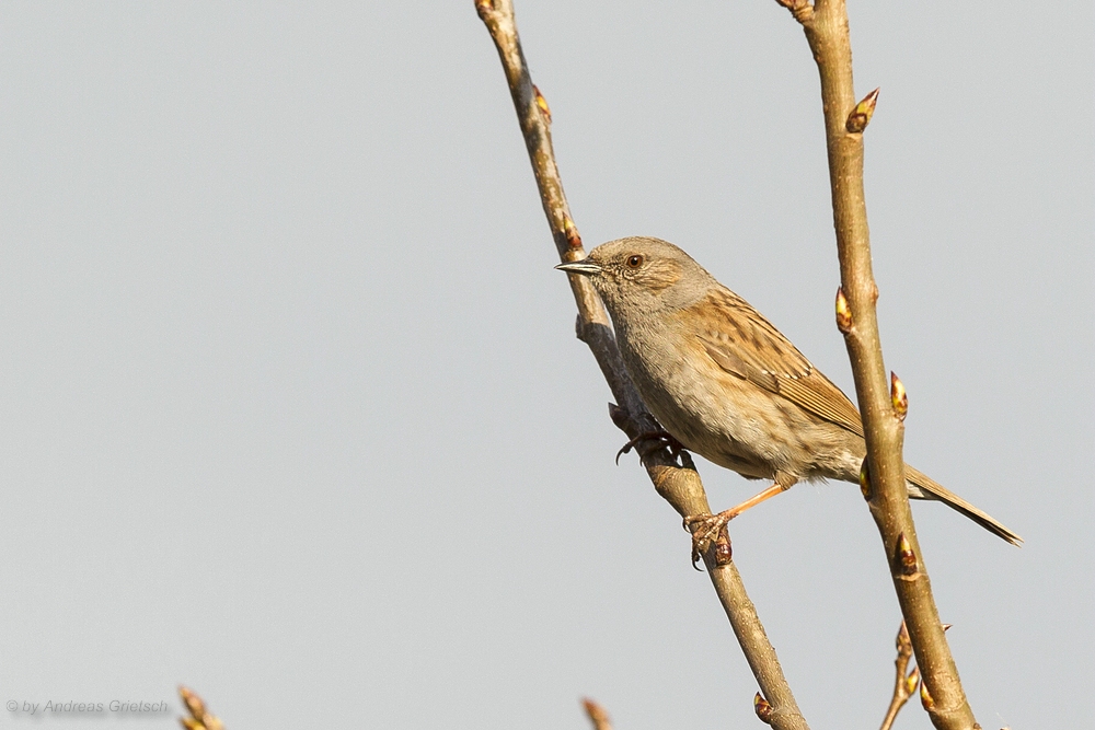 Heckenbraunelle (Prunella modularis)