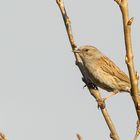 Heckenbraunelle (Prunella modularis)