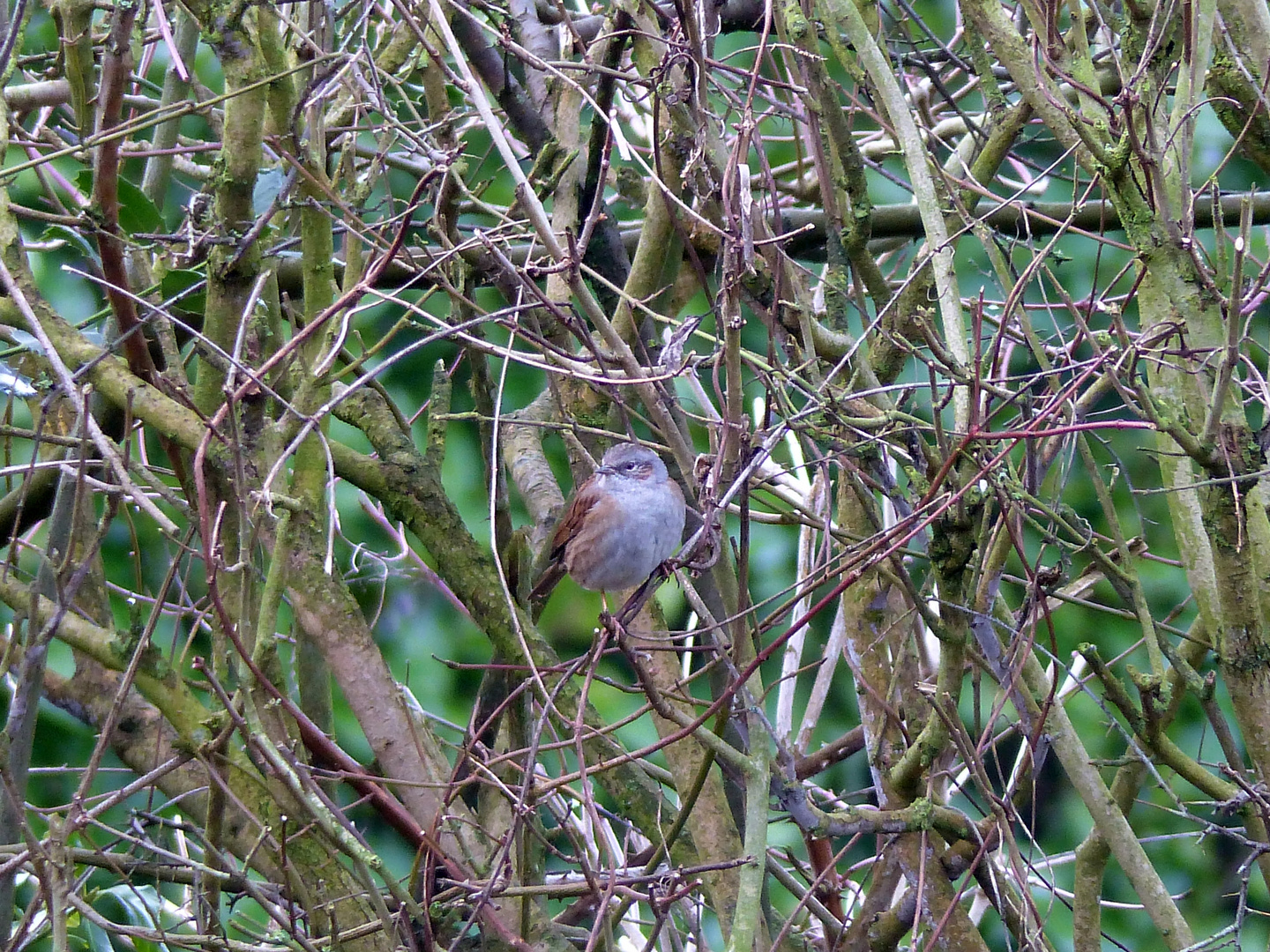 Heckenbraunelle (Prunella modularis) im Winter