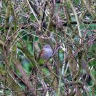 Heckenbraunelle (Prunella modularis) im Winter