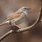 Heckenbraunelle (Prunella modularis) männlich