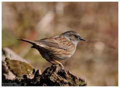 ---- Heckenbraunelle ---- ( Prunella mondularis )