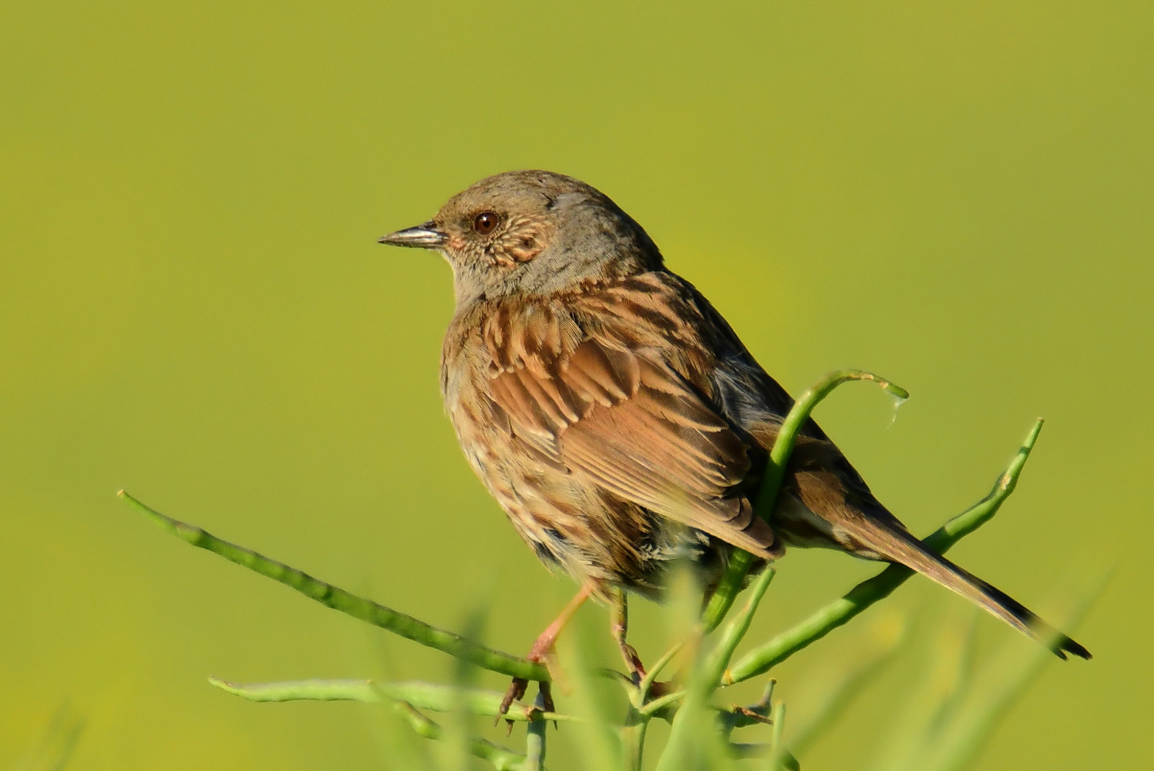 Heckenbraunelle sonnt sich Foto &amp; Bild tiere, wildlife