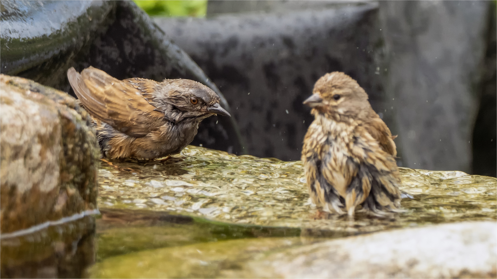 Heckenbraunelle und Bluthänfling-Lady bei Baden  .....