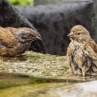 Heckenbraunelle und Bluthänfling-Lady bei Baden  .....