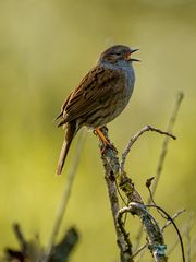 Heckenbraunelle,Prunella modularis, Urdenbacher Kämpe, 16.04.2020