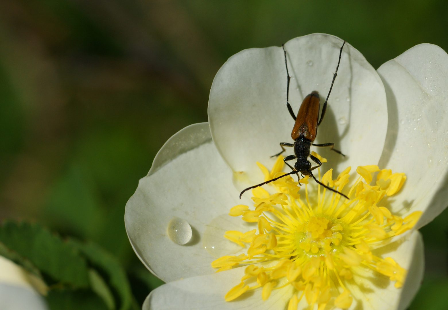 Heckenhosenblüte mit Insekt