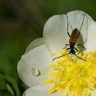 Heckenhosenblüte mit Insekt