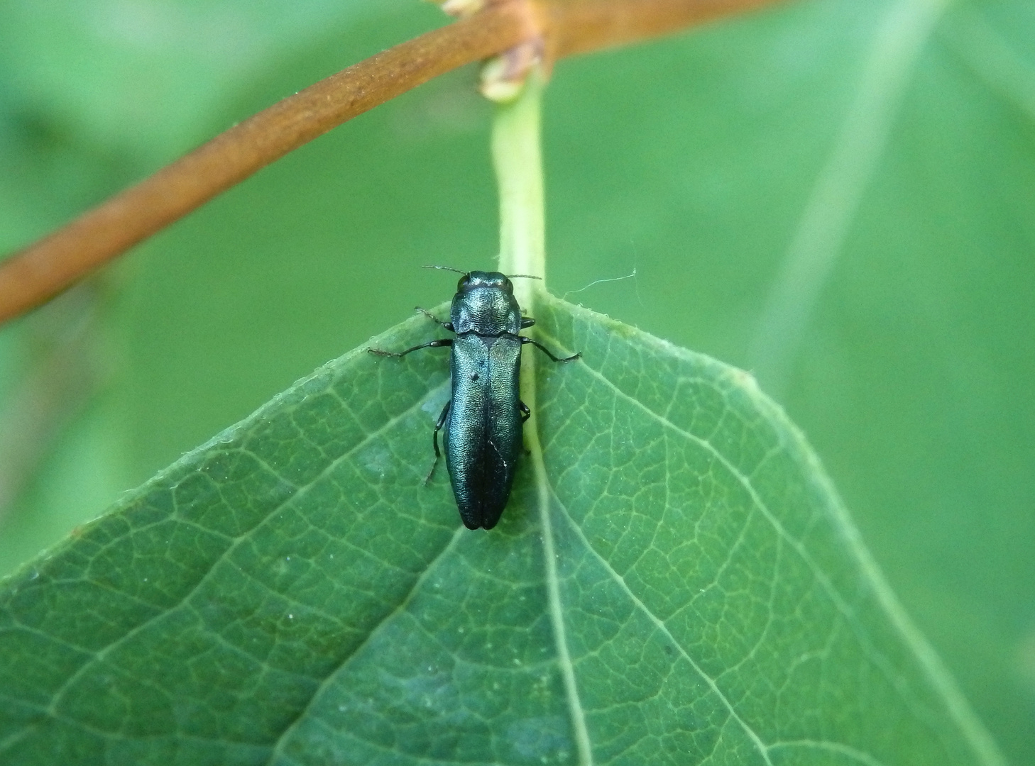 Heckenkirschen-Prachtkäfer (Agrilus cyanescens)