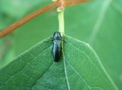 Heckenkirschen-Prachtkäfer (Agrilus cyanescens)