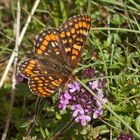 Heckenkirschen-Scheckenfalter (Euphydryas intermedia)