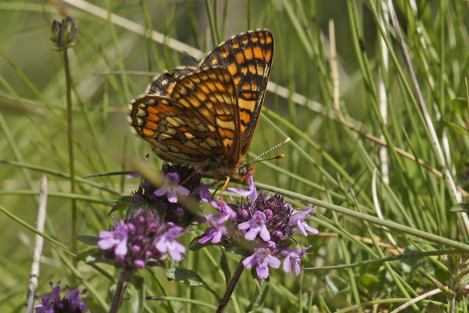 Heckenkirschen-Scheckenfalter (Euphydryas intermedia), Weibchen