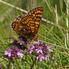 Heckenkirschen-Scheckenfalter (Euphydryas intermedia), Weibchen