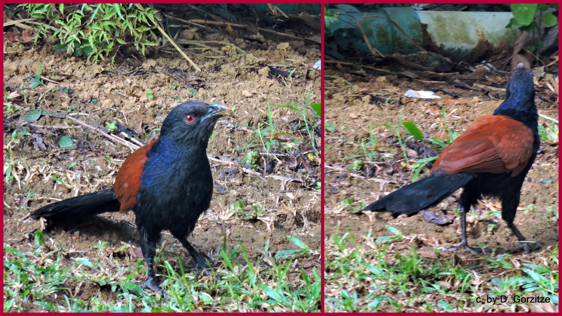 Heckenkuckuck (Centropus sinensis) 