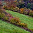 Heckenlandschaft