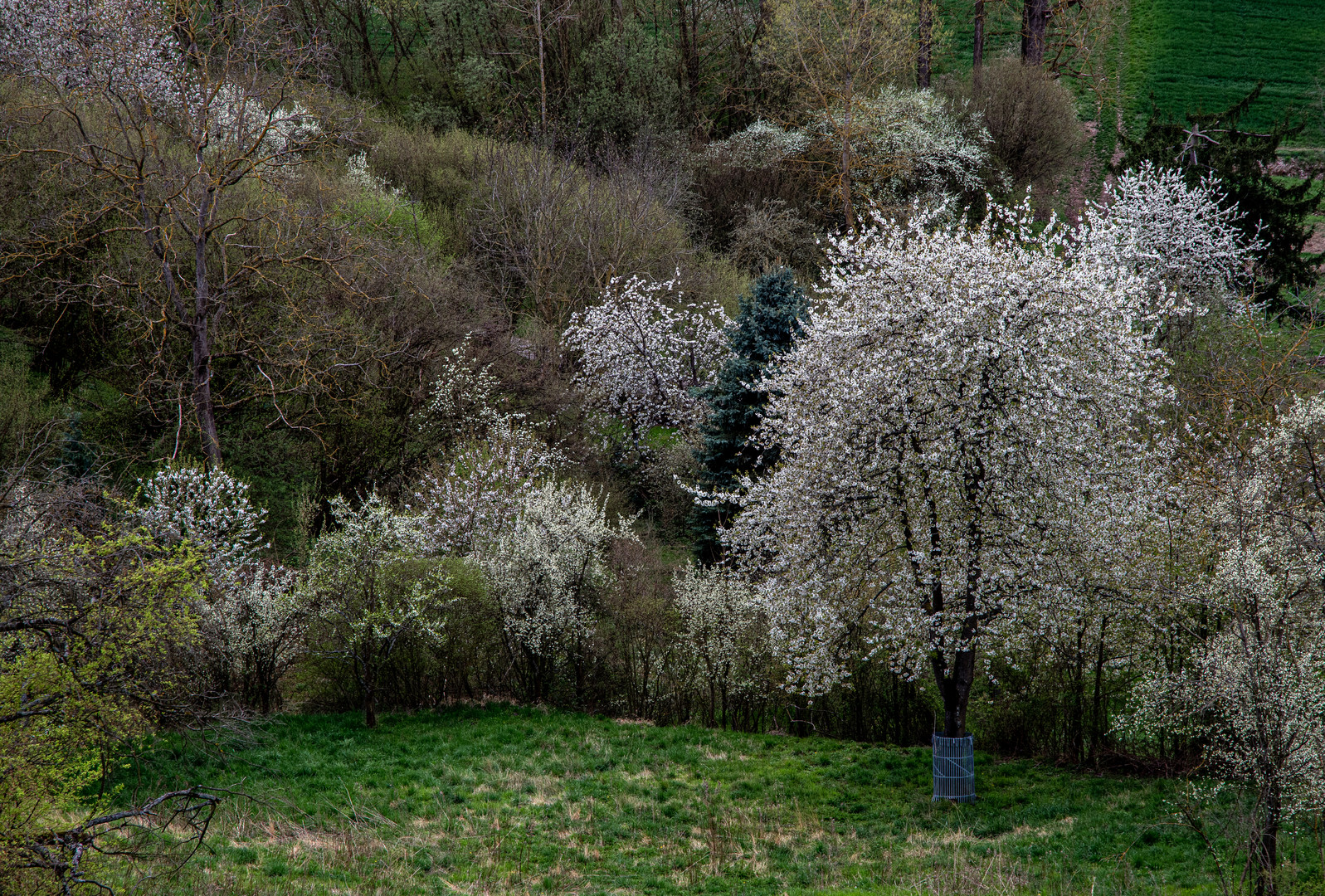 Heckenlandschaft