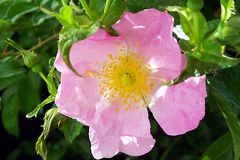 Heckenrose