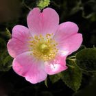 Heckenrose