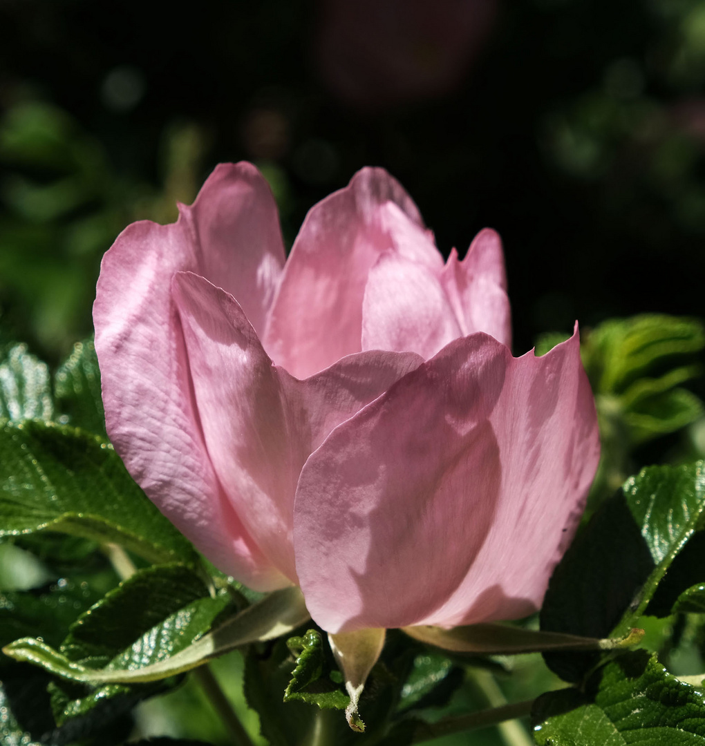 Heckenrose