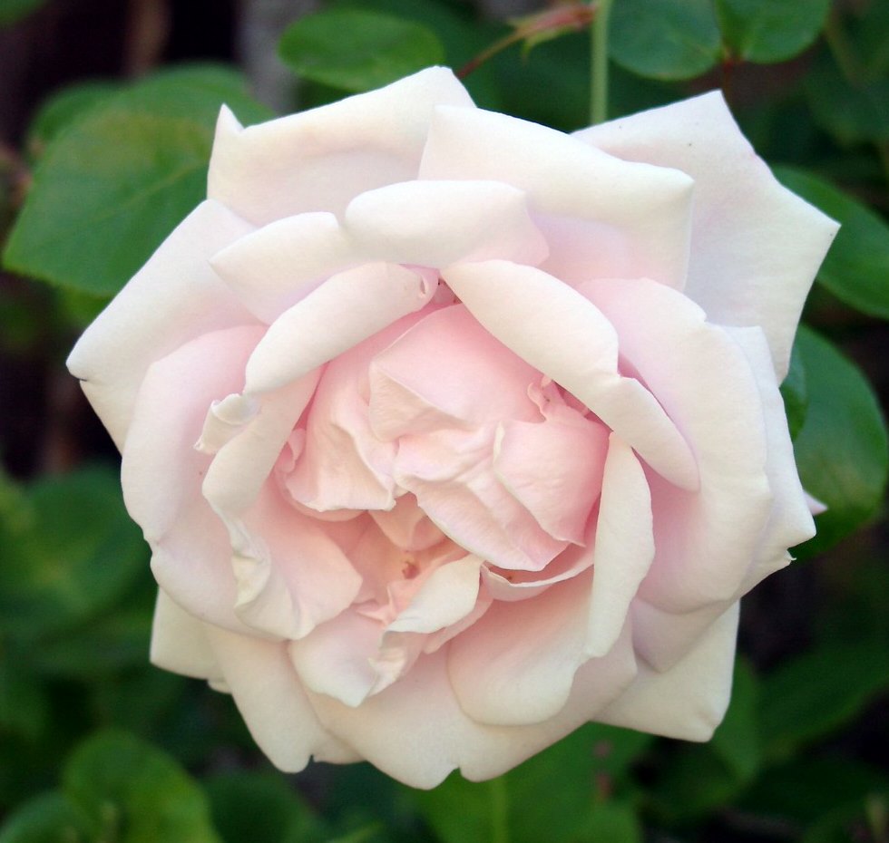 Heckenrose