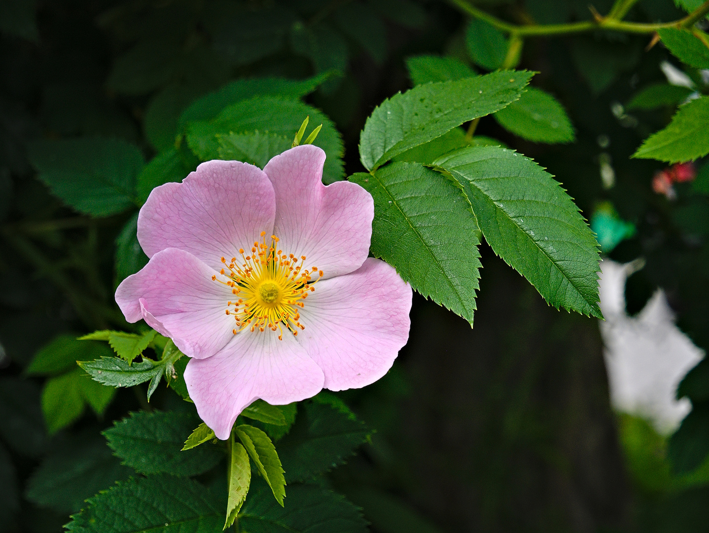 Heckenrose 