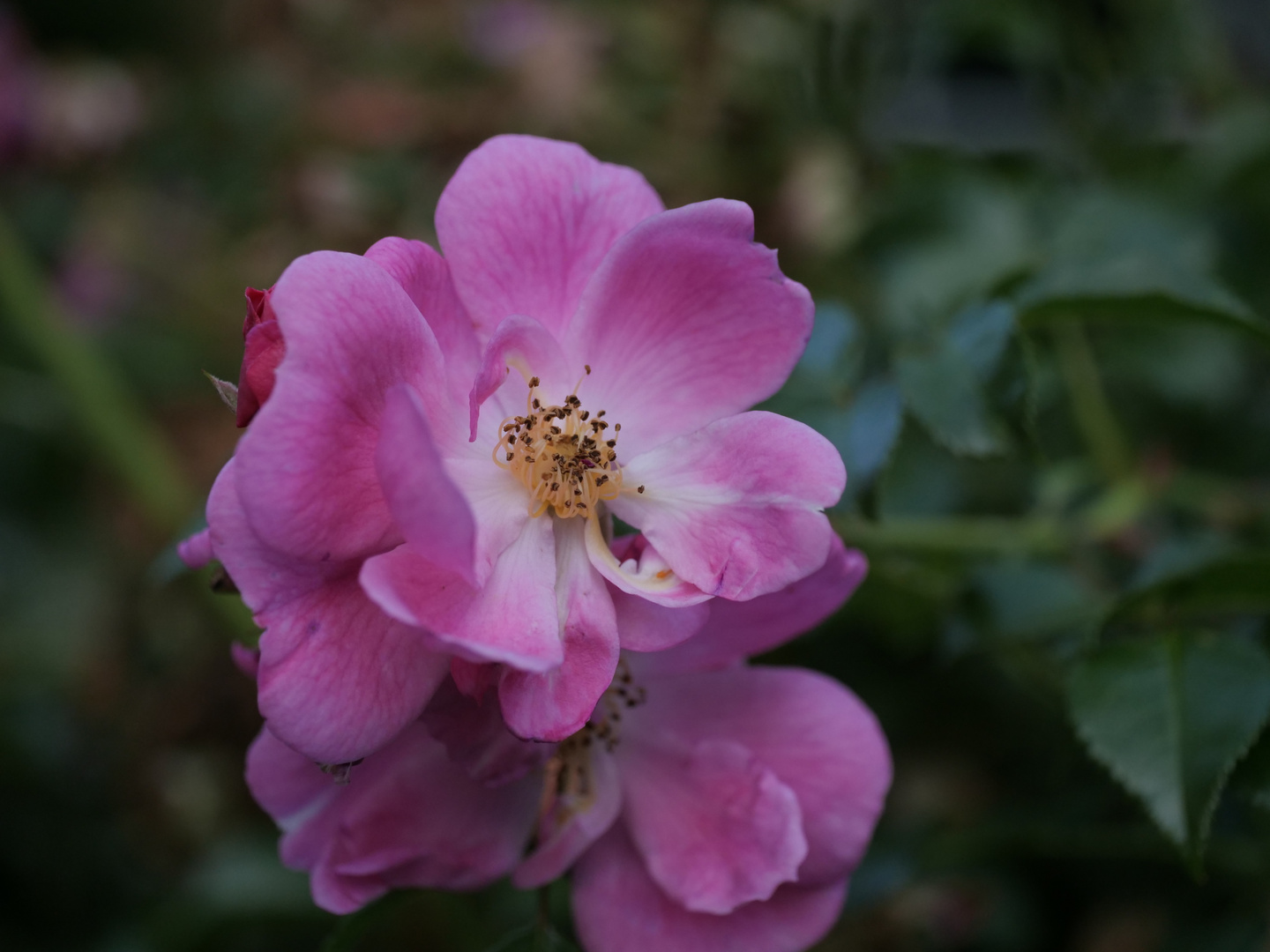 Heckenrose