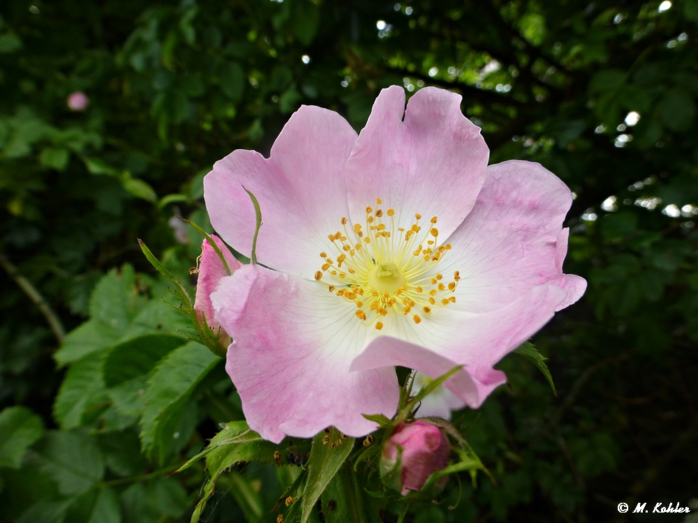 Heckenrose