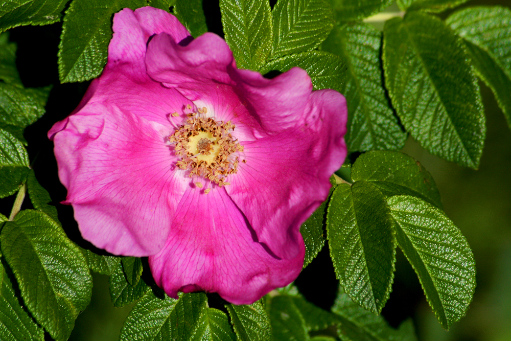 Heckenrose