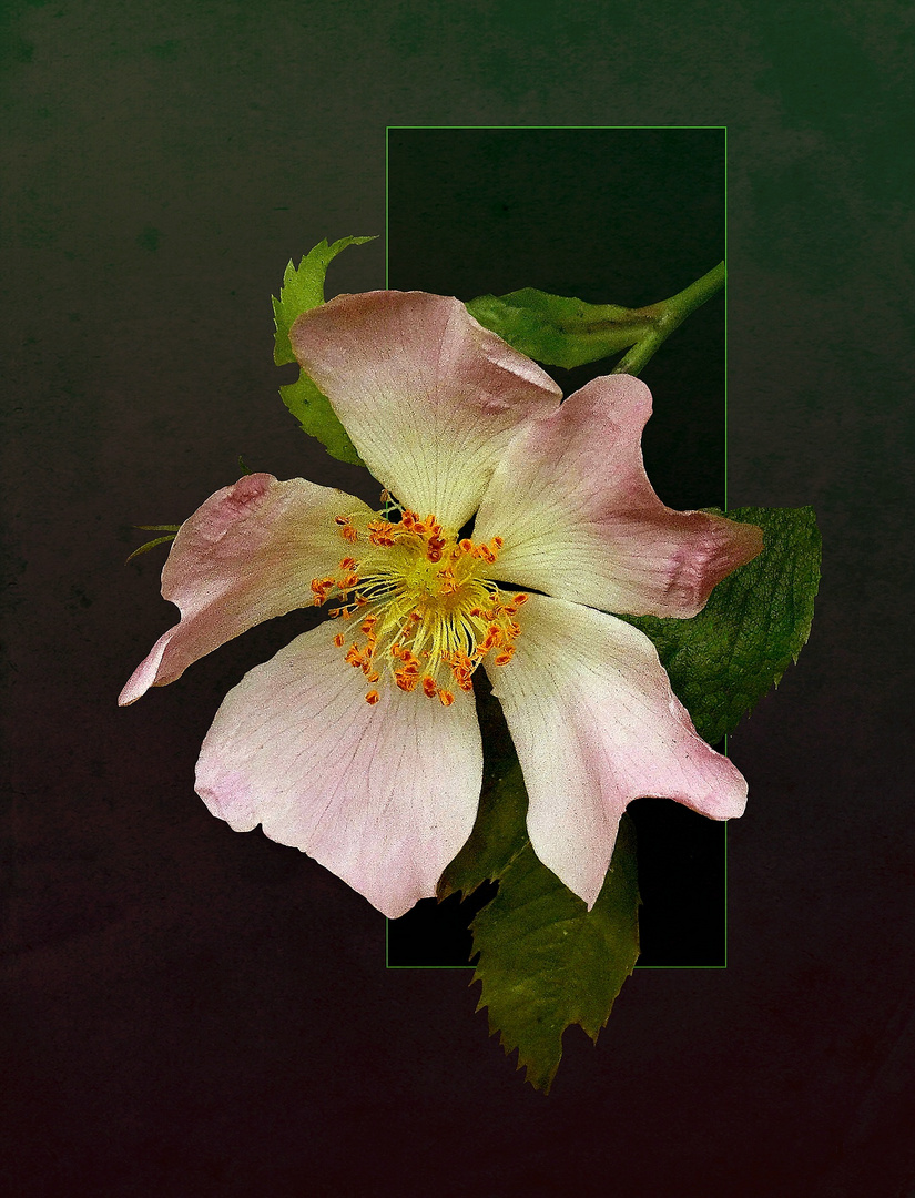 Heckenrose 